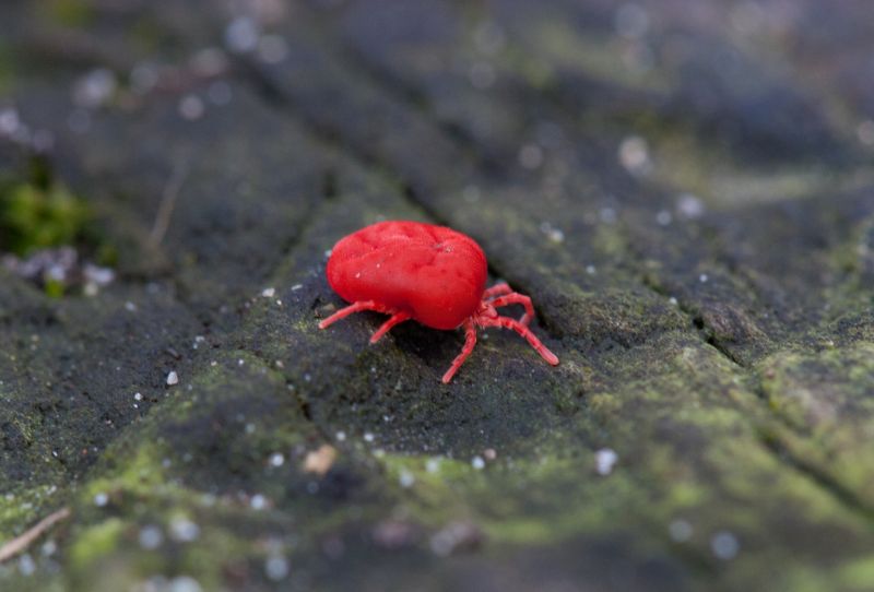 Mites Extermination in Katy, TX