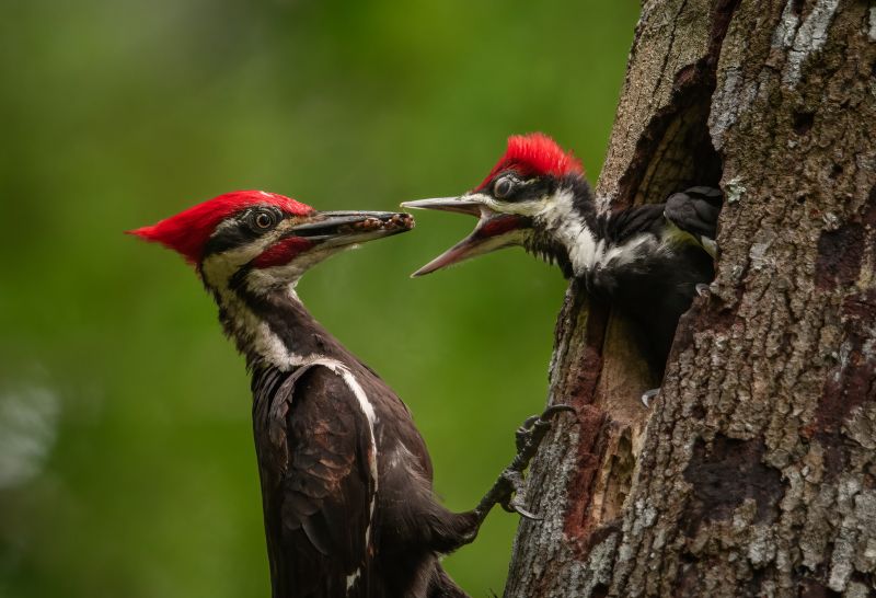 Contact About Woodpecker Removal