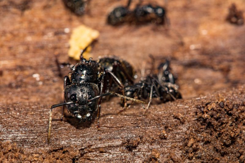 Black Ant Extermination in Mckinney, TX