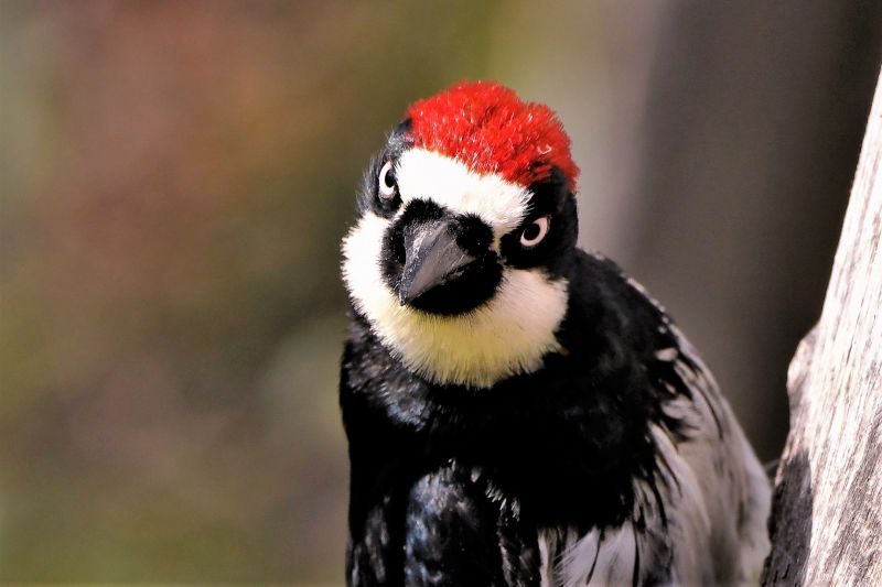 Woodpecker Removal