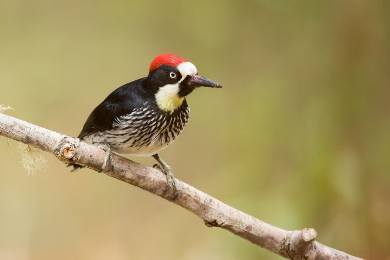 Woodpecker Removal