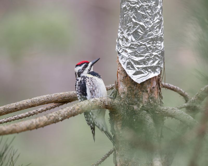 Woodpecker Removal
