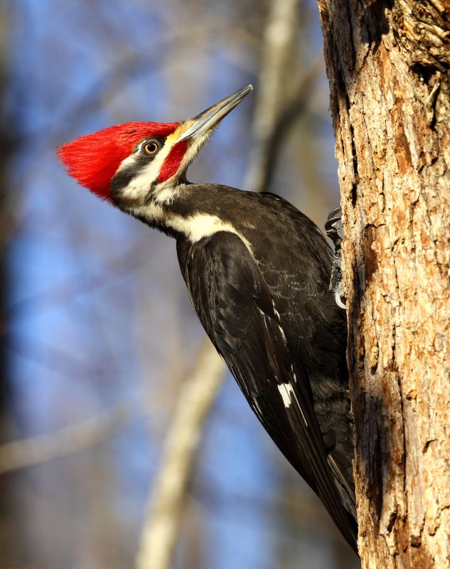 Woodpecker Removal