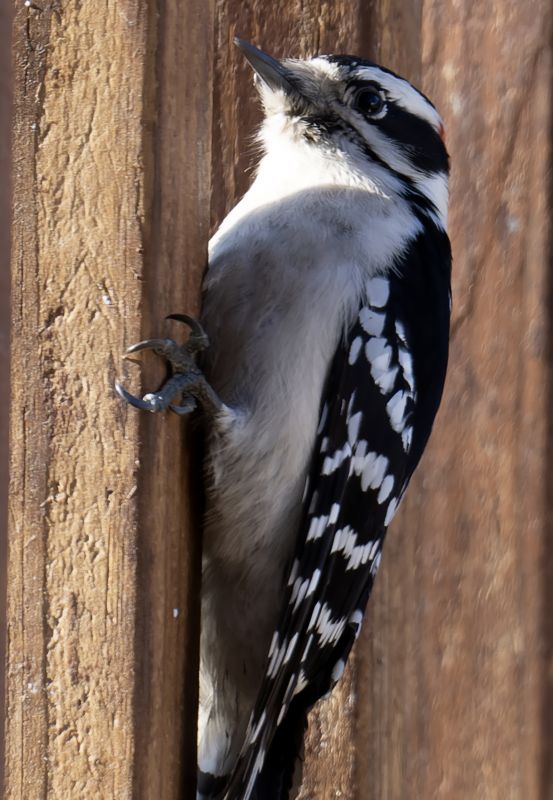 Woodpecker Deterrent Devices
